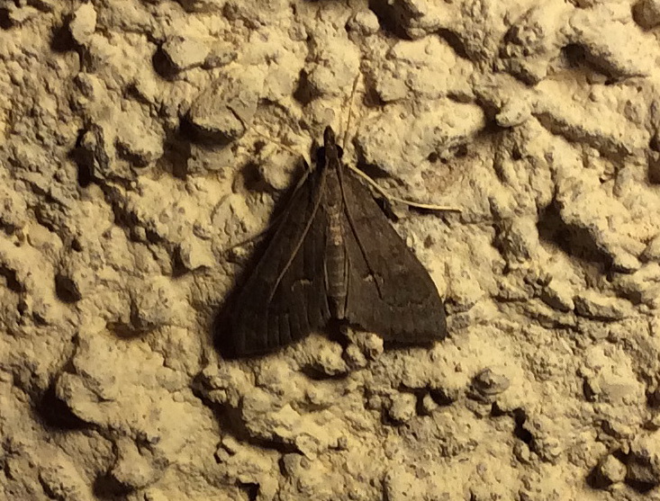 Anania terrealis (Crambidae) ?? S